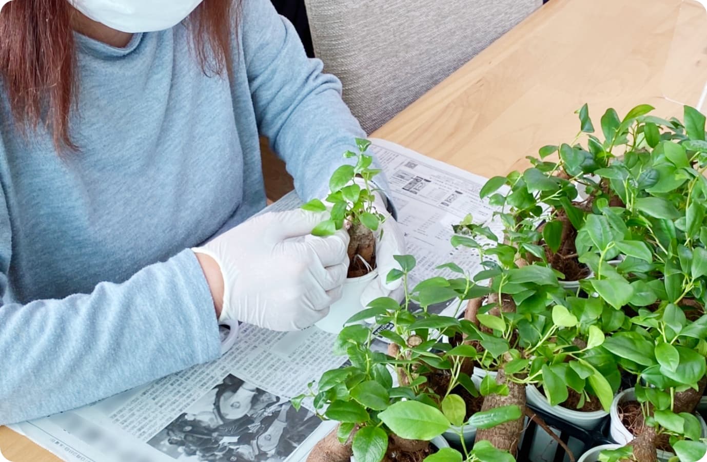 植物の作業をしている様子